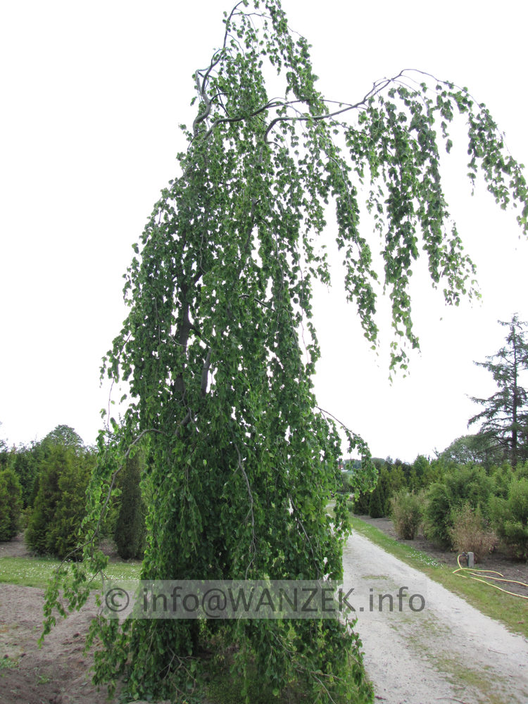 Fagsu sylvatica Pendula - Busch Sol 1.JPG